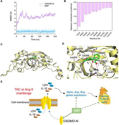 DL-3-n-Butylphthalide Attenuates Myocardial Hypertrophy by Targeting Gasdermin D and Inhibiting Gasdermin D Mediated Inflammation